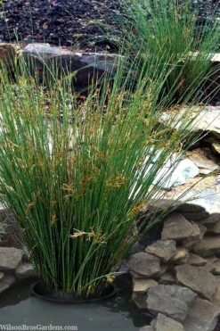 Soft Rush (Juncus Effusus) - 1 Gallon Pot 17 Soft Rush (Juncus Effusus) - 1 Gallon Pot -Deals Sapling Whisper Store juncus effusus soft rush 1