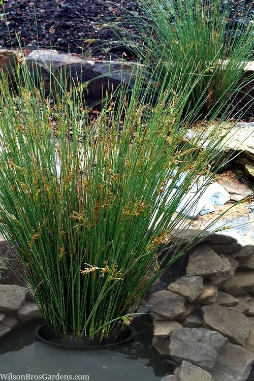 Soft Rush (Juncus Effusus) - 1 Gallon Pot 10 Soft Rush (Juncus Effusus) - 1 Gallon Pot - Image 8