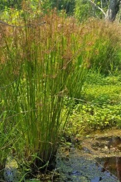Soft Rush (Juncus Effusus) - 1 Gallon Pot 16 Soft Rush (Juncus Effusus) - 1 Gallon Pot -Deals Sapling Whisper Store juncus effusus soft rush 2