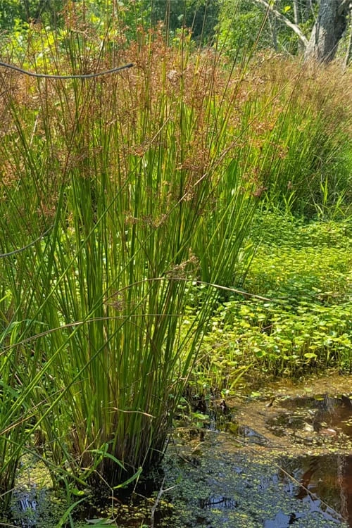 Soft Rush (Juncus Effusus) - 1 Gallon Pot 9 Soft Rush (Juncus Effusus) - 1 Gallon Pot - Image 7