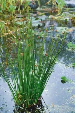 Soft Rush (Juncus Effusus) - 1 Gallon Pot 13 Soft Rush (Juncus Effusus) - 1 Gallon Pot -Deals Sapling Whisper Store juncus effusus soft rush 3