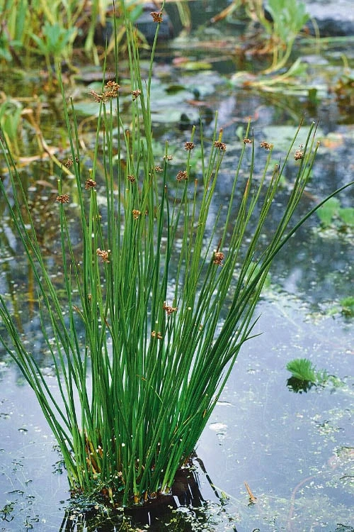 Soft Rush (Juncus Effusus) - 1 Gallon Pot 6 Soft Rush (Juncus Effusus) - 1 Gallon Pot - Image 4