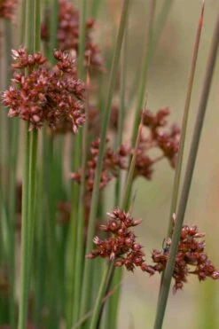 Soft Rush (Juncus Effusus) - 1 Gallon Pot 14 Soft Rush (Juncus Effusus) - 1 Gallon Pot -Deals Sapling Whisper Store juncus effusus soft rush 4