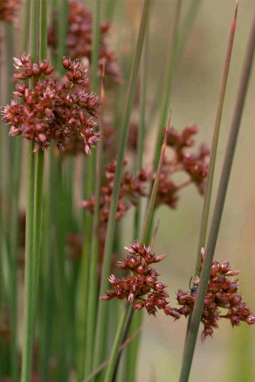 Soft Rush (Juncus Effusus) - 1 Gallon Pot 7 Soft Rush (Juncus Effusus) - 1 Gallon Pot - Image 5