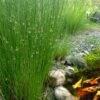Soft Rush (Juncus Effusus) - 1 Gallon Pot 2 Soft Rush (Juncus Effusus) - 1 Gallon Pot -Deals Sapling Whisper Store juncus effusus soft rush 6