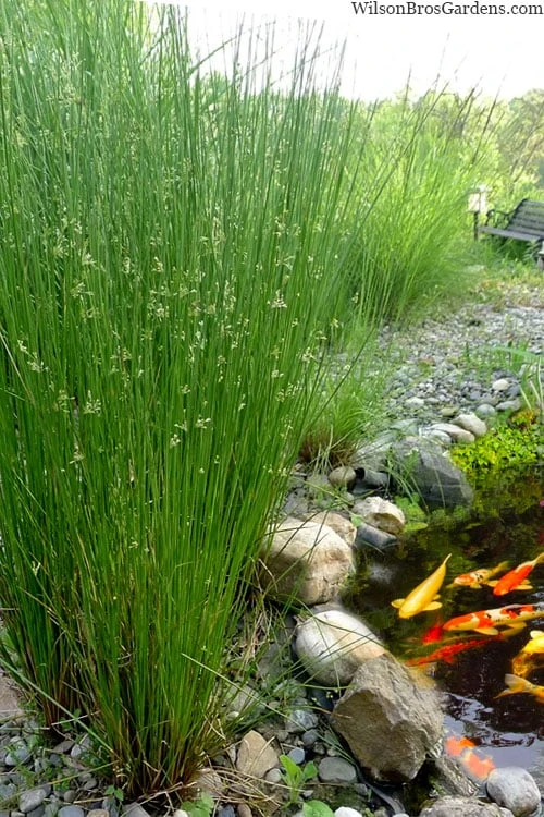 Soft Rush (Juncus Effusus) - 1 Gallon Pot 3 Soft Rush (Juncus Effusus) - 1 Gallon Pot
