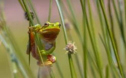 Soft Rush (Juncus Effusus) - 1 Gallon Pot 15 Soft Rush (Juncus Effusus) - 1 Gallon Pot -Deals Sapling Whisper Store juncus effusus soft rush 7