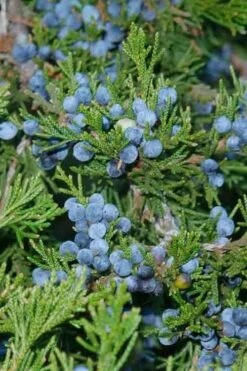 Emerald Feather Juniper - 2 Gallon Pot (2-3') -Deals Sapling Whisper Store juniperus virginiana canaertii eatern red cedar 4