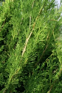 Emerald Feather Juniper - 2 Gallon Pot (2-3') -Deals Sapling Whisper Store juniperus virginiana emerald feather juniper 2