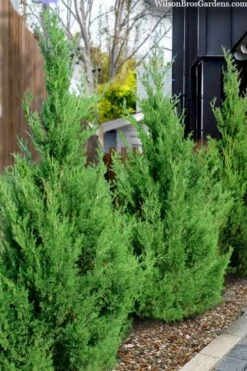 Emerald Feather Juniper - 2 Gallon Pot (2-3') -Deals Sapling Whisper Store juniperus virginiana emerald feather juniper 5