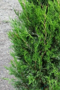 Emerald Feather Juniper - 2 Gallon Pot (2-3') -Deals Sapling Whisper Store juniperus virginiana emerald feather juniper 6