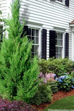 Emerald Feather Juniper - 2 Gallon Pot (2-3')