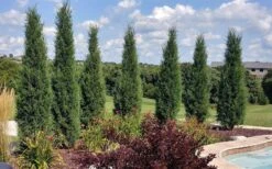Taylor Juniper (Columnar Eastern Red Cedar) - 7 Gallon Pot -Deals Sapling Whisper Store juniperus virginiana taylor juniper 2
