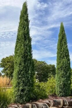 Taylor Juniper (Columnar Eastern Red Cedar) - 7 Gallon Pot