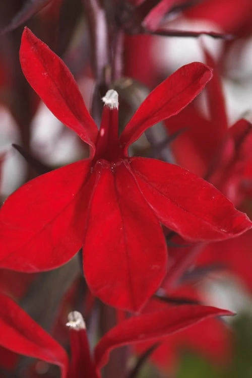 Starship Scarlet Bronze Cardinal Flower (Lobelia) - 6 Pack Of 1 Gallon Pots 9 Starship Scarlet Bronze Cardinal Flower (Lobelia) - 6 Pack Of 1 Gallon Pots - Image 7