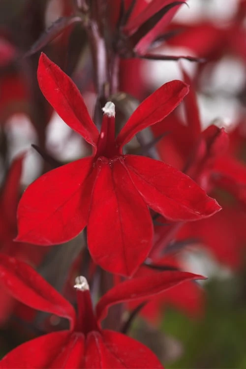 Starship Scarlet Bronze Cardinal Flower (Lobelia) - 6 Pack Of 1 Gallon Pots 7 Starship Scarlet Bronze Cardinal Flower (Lobelia) - 6 Pack Of 1 Gallon Pots - Image 5