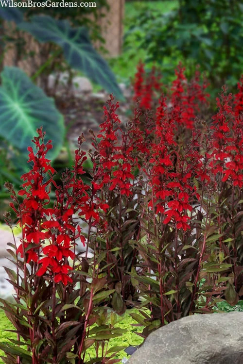 Starship Scarlet Bronze Cardinal Flower (Lobelia) - 6 Pack Of 1 Gallon Pots 6 Starship Scarlet Bronze Cardinal Flower (Lobelia) - 6 Pack Of 1 Gallon Pots - Image 4