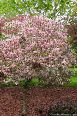Southern Crabapple (Malus Angustifolia) - 1 Gallon Pot -Deals Sapling Whisper Store malus angustifolia southern crabapple tree 8