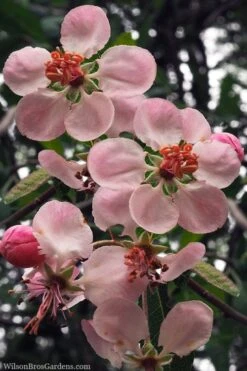 Southern Crabapple (Malus Angustifolia) - 3 Gallon Pot 11 Southern Crabapple (Malus Angustifolia) - 3 Gallon Pot -Deals Sapling Whisper Store malus angustifolia southern crabapple tree flowers 2 1