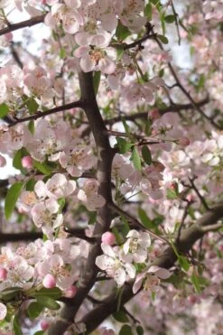 Southern Crabapple (Malus Angustifolia) - 3 Gallon Pot 13 Southern Crabapple (Malus Angustifolia) - 3 Gallon Pot -Deals Sapling Whisper Store malus angustifolia southern crabapple tree flowers 4 1