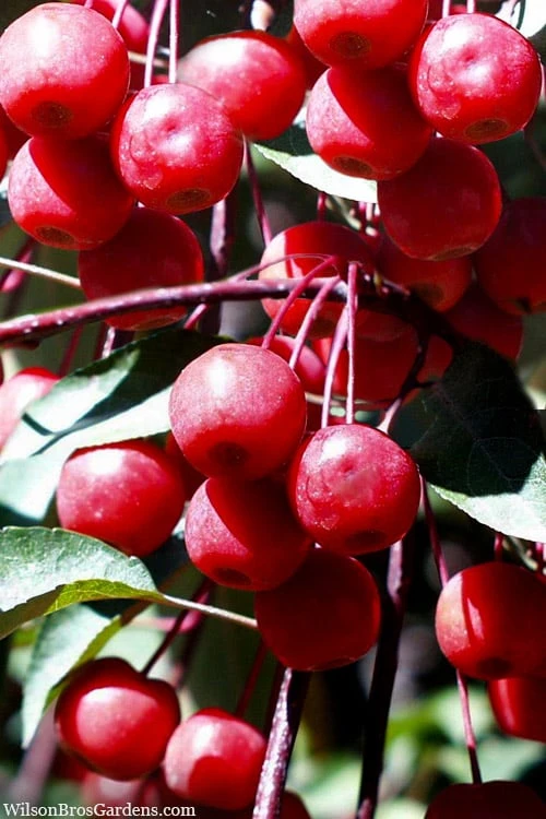 Southern Crabapple (Malus Angustifolia) - 3 Gallon Pot 3 Southern Crabapple (Malus Angustifolia) - 3 Gallon Pot