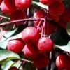 Southern Crabapple (Malus Angustifolia) - 1 Gallon Pot 1 Southern Crabapple (Malus Angustifolia) - 1 Gallon Pot -Deals Sapling Whisper Store malus angustifolia southern crabapple tree fruits 2