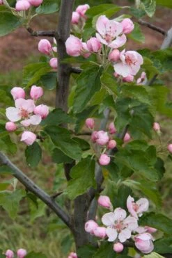 American Sweet Crabapple Tree (Malus Coronaria) - 1 Gallon Pot 14 American Sweet Crabapple Tree (Malus Coronaria) - 1 Gallon Pot -Deals Sapling Whisper Store malus coronaria american sweet crabapple 2
