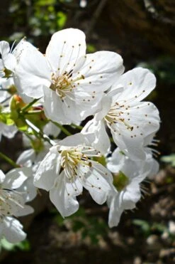 American Sweet Crabapple Tree (Malus Coronaria) - 1 Gallon Pot 15 American Sweet Crabapple Tree (Malus Coronaria) - 1 Gallon Pot -Deals Sapling Whisper Store malus coronaria american sweet crabapple 3