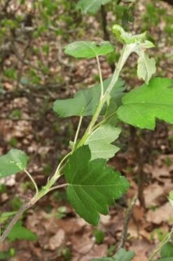 American Sweet Crabapple Tree (Malus Coronaria) - 1 Gallon Pot 17 American Sweet Crabapple Tree (Malus Coronaria) - 1 Gallon Pot -Deals Sapling Whisper Store malus coronaria american sweet crabapple 5