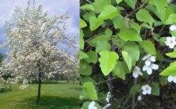 American Sweet Crabapple Tree (Malus Coronaria) - 1 Gallon Pot 16 American Sweet Crabapple Tree (Malus Coronaria) - 1 Gallon Pot -Deals Sapling Whisper Store malus coronaria american sweet crabapple 6