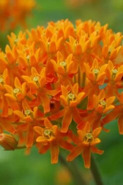 Orange Butterfly Milkweed (Asclepias Tuberosa) - 2.5 Quart Pot -Deals Sapling Whisper Store milkweed butterfly weed