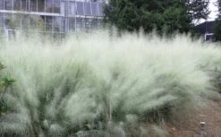 White Cloud Muhly Grass - 8 Pack Of 1 Gallon Pots -Deals Sapling Whisper Store muhlenbergia capillaris white cloud muhly grass 103