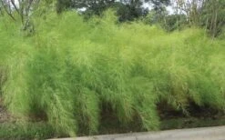 Bamboo Muhly Grass - 1 Gallon Pot -Deals Sapling Whisper Store muhlenbergia dumosa bamboo muhly grass 5