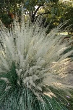 Big Muhly Grass - 6 Pack Of 1 Gallon Pots -Deals Sapling Whisper Store muhlenbergia lindheimeri big blue muhly grass 4