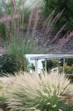 Big Muhly Grass - 6 Pack Of 1 Gallon Pots -Deals Sapling Whisper Store muhlenbergia lindheimeri big blue muhly grass 7