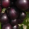 Jumbo Black Muscadine Grape Vine - 1 Gallon Pot -Deals Sapling Whisper Store muscadine jumbo 100 1
