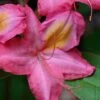 Country Cousin Pink Aromi Azalea (Rhododendron Hybrid) - 1 Gallon Pot 2 Country Cousin Pink Aromi Azalea (Rhododendron Hybrid) - 1 Gallon Pot -Deals Sapling Whisper Store native azalea country cousins 4