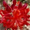 Radiant Red Aromi Azalea (Rhododendron Hybrid) - 3 Gallon Pot 2 Radiant Red Aromi Azalea (Rhododendron Hybrid) - 3 Gallon Pot -Deals Sapling Whisper Store native azalea radiant red 5