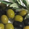 Arbequina Olive Tree - 7 Gallon Pot (3-4') 2 Arbequina Olive Tree - 7 Gallon Pot (3-4') -Deals Sapling Whisper Store olive arbequina 5 5