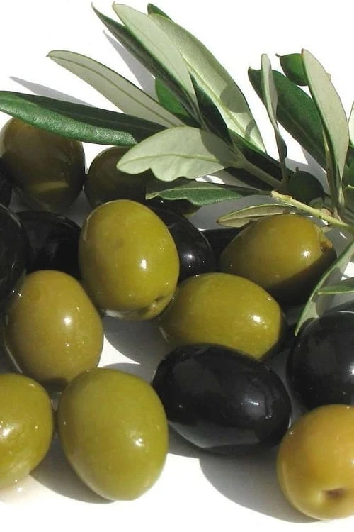 Arbequina Olive Tree - 7 Gallon Pot (3-4') 3 Arbequina Olive Tree - 7 Gallon Pot (3-4')