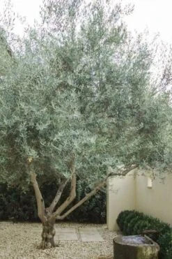 Arbequina Olive Tree - 2 Gallon Pot -Deals Sapling Whisper Store olive tree arbequina 4 2