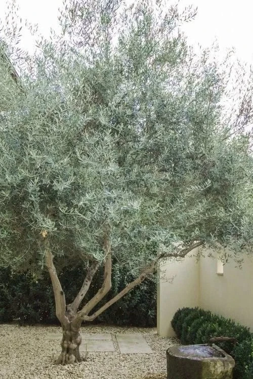 Arbequina Olive Tree - 7 Gallon Pot (3-4') 6 Arbequina Olive Tree - 7 Gallon Pot (3-4') - Image 4