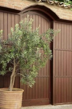 Arbequina Olive Tree - 7 Gallon Pot (3-4') 12 Arbequina Olive Tree - 7 Gallon Pot (3-4') -Deals Sapling Whisper Store olive tree arbequina 6 5