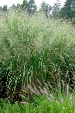 Cloud Nine Switch Grass (Panicum Virgatum) - 6 Pack Of 1 Gallon Pots -Deals Sapling Whisper Store panicum virgatum cloud nine switch grass 2