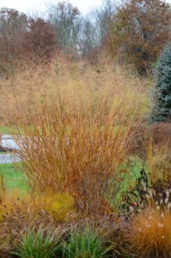 Cloud Nine Switch Grass (Panicum Virgatum) - 6 Pack Of 1 Gallon Pots -Deals Sapling Whisper Store panicum virgatum cloud nine switch grass 3