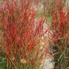 Hanse Herms Red Switch Grass (Panicum Virgatum) - 6 Pack Of 1 Gallon Pots 1 Hanse Herms Red Switch Grass (Panicum Virgatum) - 6 Pack Of 1 Gallon Pots -Deals Sapling Whisper Store panicum virgatum hanse herms switch grass 5 1