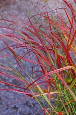 Hanse Herms Red Switch Grass (Panicum Virgatum) - 1 Gallon Pot -Deals Sapling Whisper Store panicum virgatum hanse herms switch grass 6
