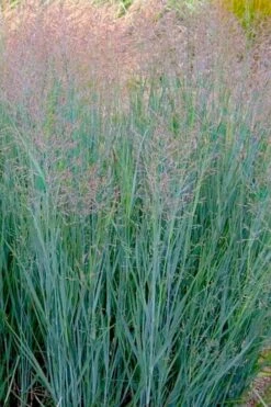 Prairie Sky Red Switch Grass (Panicum Virgatum) - 1 Gallon Pot