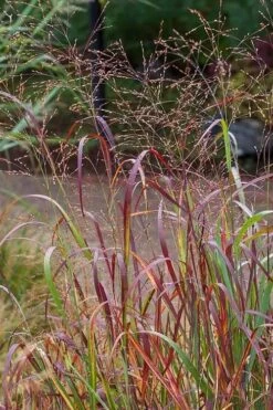 Rotstrahlbusch Red Switch Grass (Panicum Virgatum) - 8 Pack Of 1 Gallon Pots -Deals Sapling Whisper Store panicum virgatum rotstrahlbusch switch grass 7