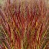 Shenandoah Switch Grass (Panicum Virgatum) - 8 Pack Of 1 Gallon Pots -Deals Sapling Whisper Store panicum virgatum shenandoah 3